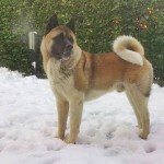 Akita Inu americano carattere allevamenti FOTO