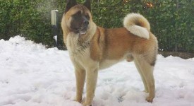 Akita Inu americano carattere allevamenti FOTO