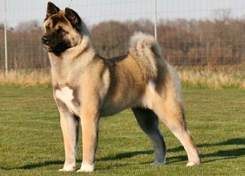 Akita Inu americano carattere allevamenti FOTO