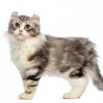 American Curl