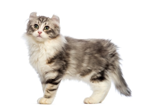 american curl