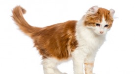 American Curl