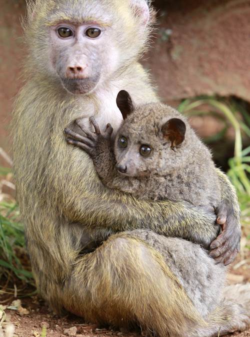 Babuino e Galago