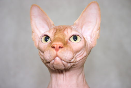 Canadian Sphynx 