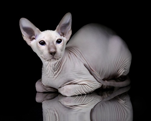 Canadian Sphynx 