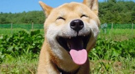 13 cani strapperanno sorriso