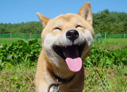13 cani strapperanno sorriso