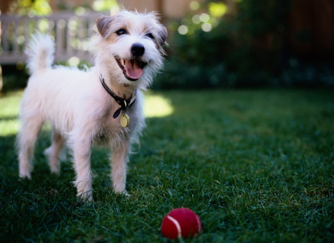 Perché cane sorride