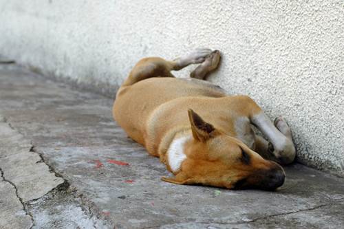 strage cani randagi russia olimpiadi petizione lav