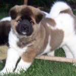 Akita Inu americano carattere allevamenti FOTO