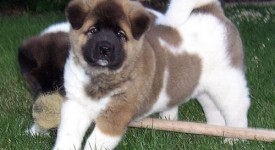 Akita Inu americano carattere allevamenti FOTO