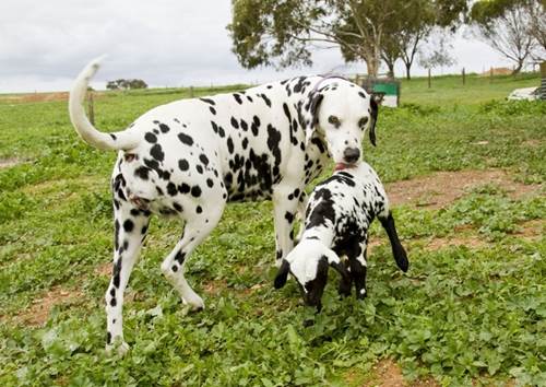 15 foto dimostrano amore non ha confini specie