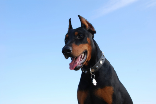 Dobermann salva proprietaria tumore