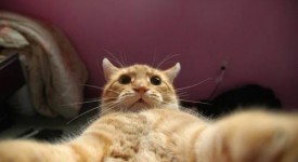 Gatti scatti selfie... FOTO