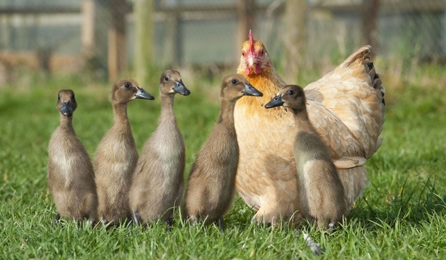 Gallina con gli anatroccoli