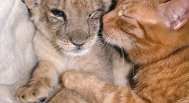 15 foto dimostrano amore non ha confini specie