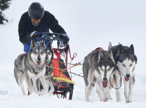 7 Husky 2 italiani Gara sleddog Svezia