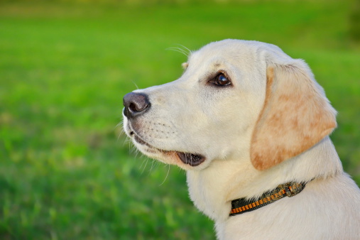 Cani non udenti hearing dogs