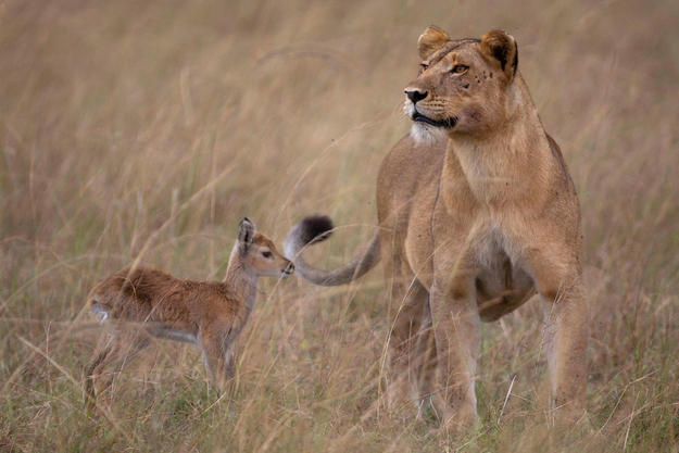 Leonessa e antilope