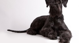 Schnauzer gigante carattere prezzo allevamenti