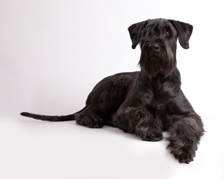 Schnauzer gigante carattere prezzo allevamenti