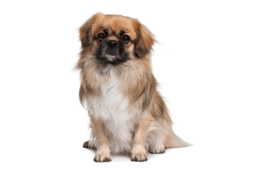 tibetan spaniel carattere allevamento