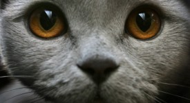 7 problemi salute gatto foto