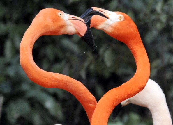 foto animali san valentino