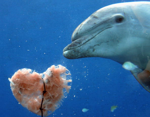 foto animali san valentino