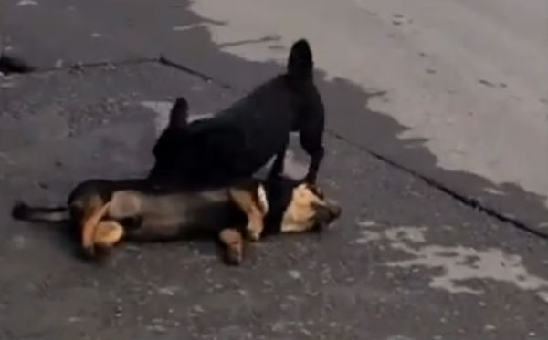 video toccante cane rianima amico morto
