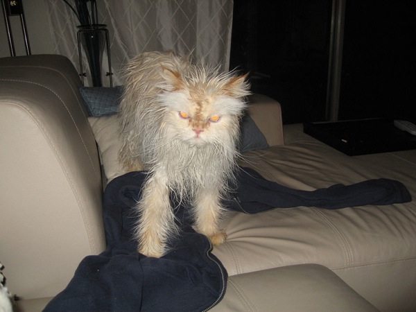 funny-wet-cats-10