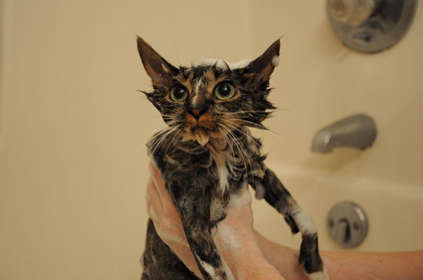 funny-wet-cats-13