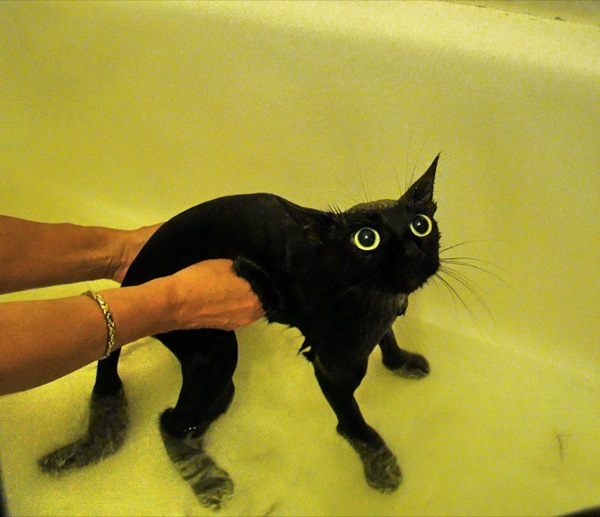 funny-wet-cats-14