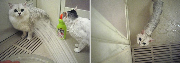 funny-wet-cats-18
