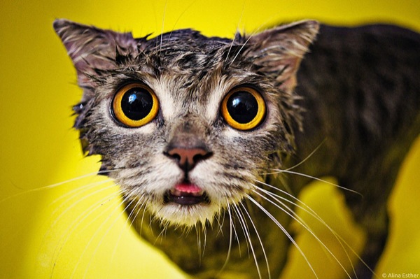 funny-wet-cats-3