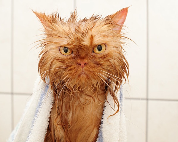 funny-wet-cats-4