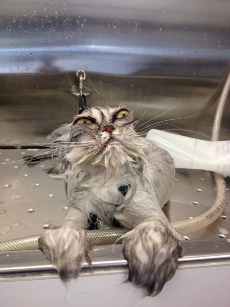 funny-wet-cats-8