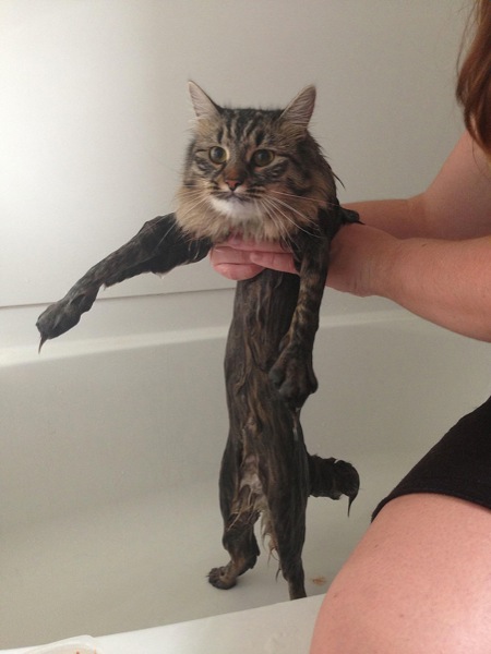funny-wet-cats-9