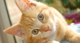 7 problemi salute comuni gatti foto