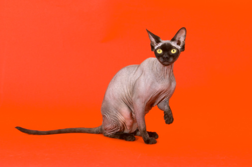 Canadian Sphynx 