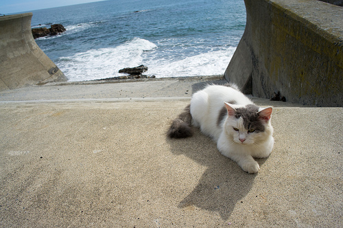 foto isola dei gatti giappone