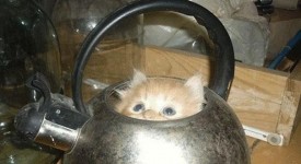 gatti matti