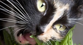 7 problemi salute gatti foto