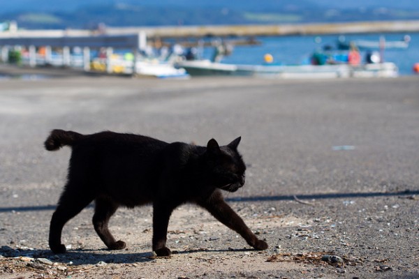 foto isola gatti