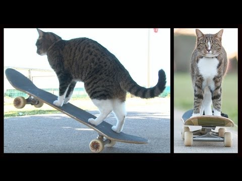 Gatto skateboard VIDEO