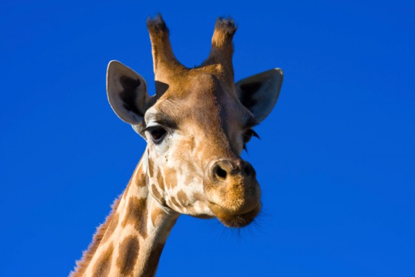 giraffa uccidere zoo