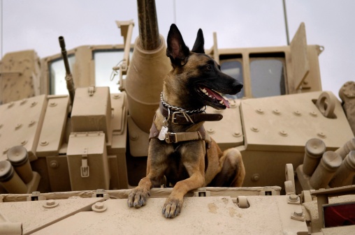 cane soldato
