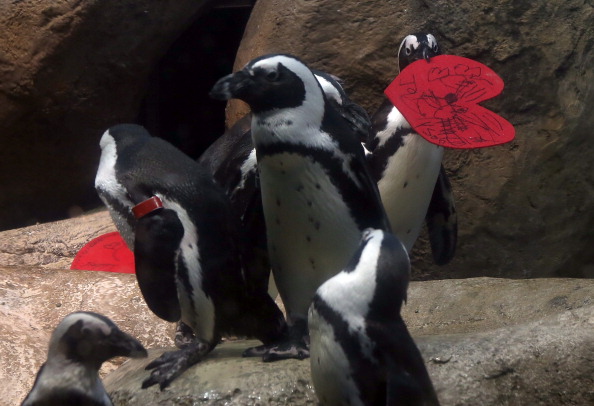 Foto animali san valentino