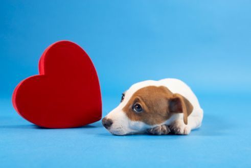 san valentino rischi salute cane