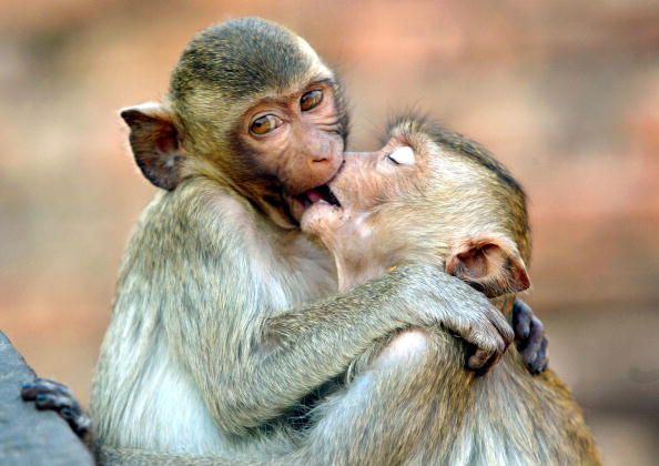 foto animali san valentino